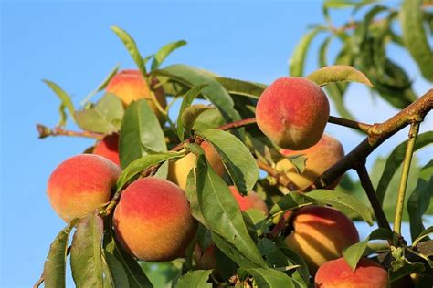 peach tights|best tasting peach variety.